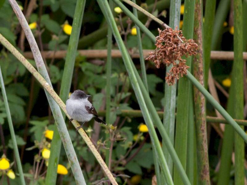 Torrent Tyrannulet, Photos 4