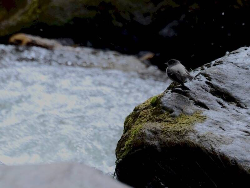 Torrent Tyrannulet, Photos 3