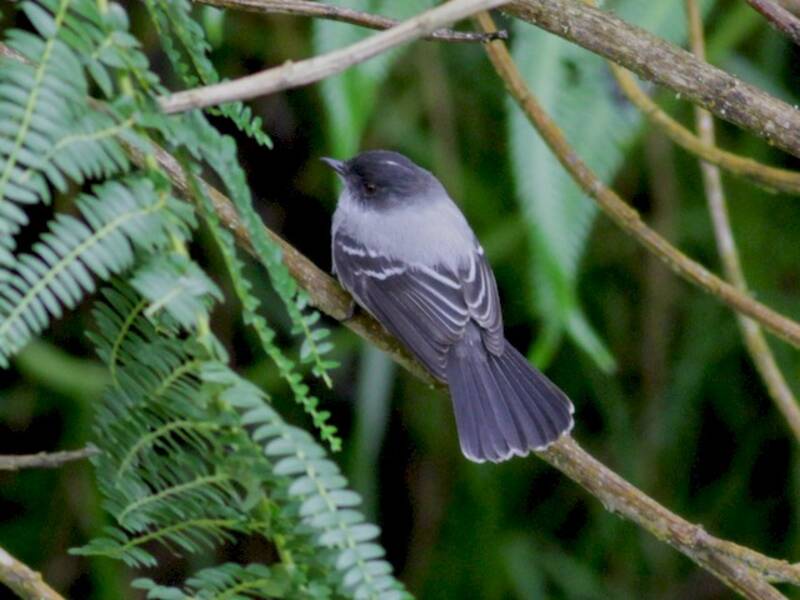Torrent Tyrannulet, Photos 2