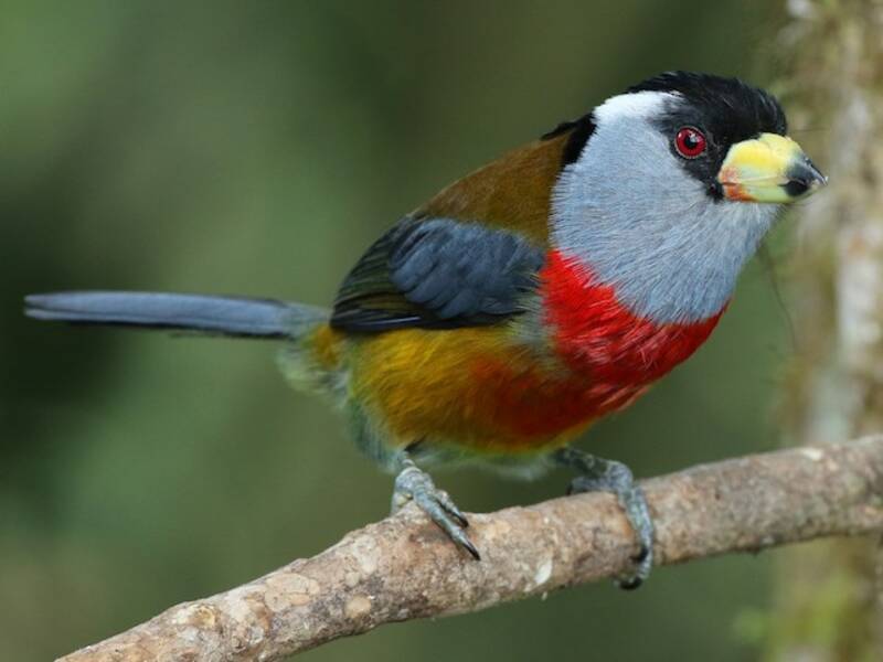 Toucan Barbet, 照片 3