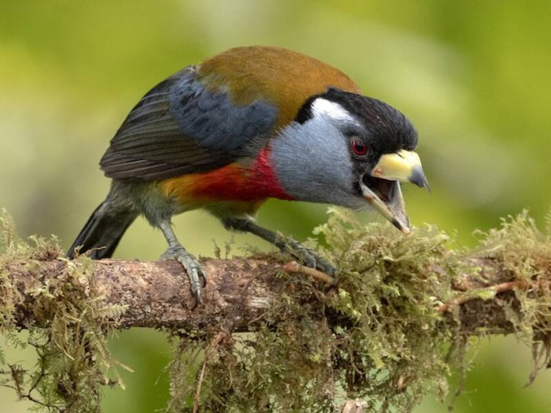 Toucan Barbet (Semnornis ramphastinus)