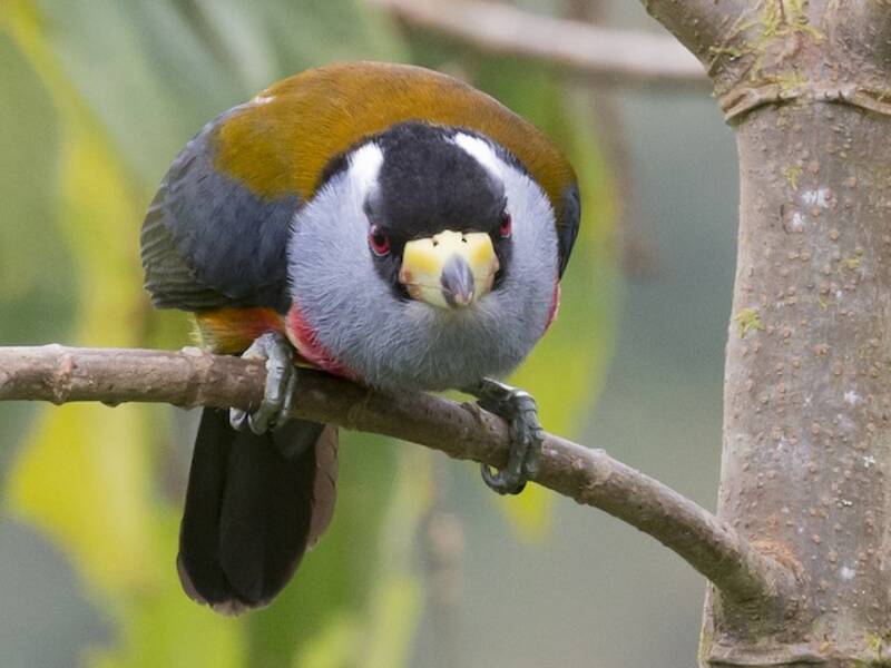 Toucan Barbet, 照片 2