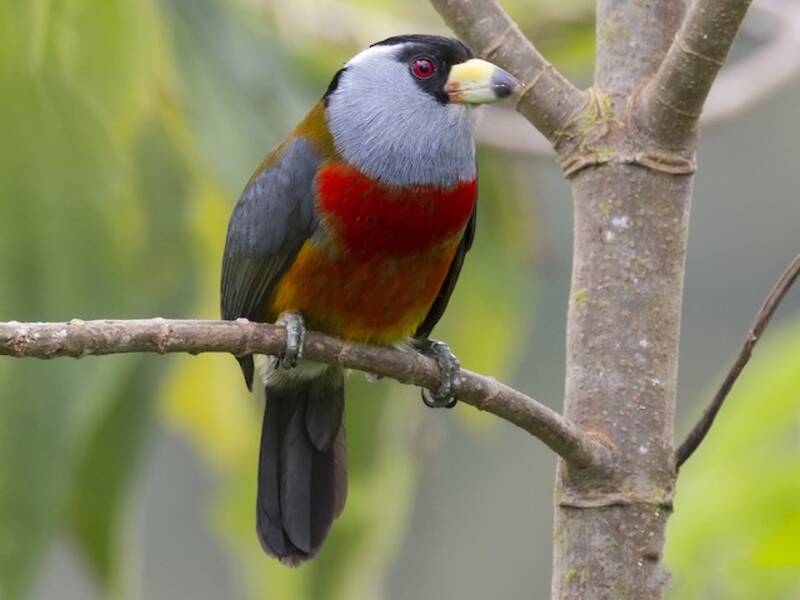 Toucan Barbet, 照片 4