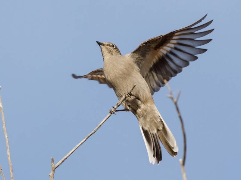 Townsend's Solitaire, Photos 3