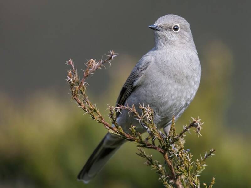 Townsend's Solitaire, Photos 4