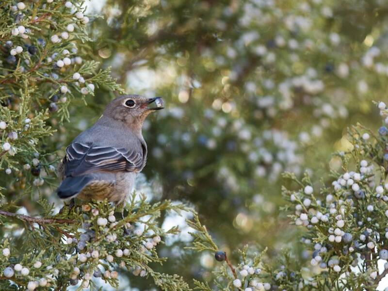 Townsend's Solitaire, Photos 2