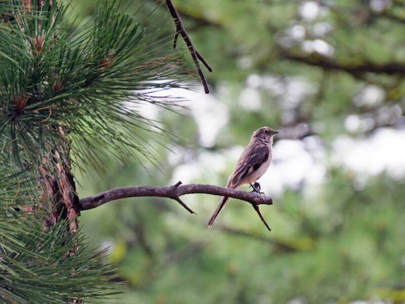 Townsend's Solitaire
