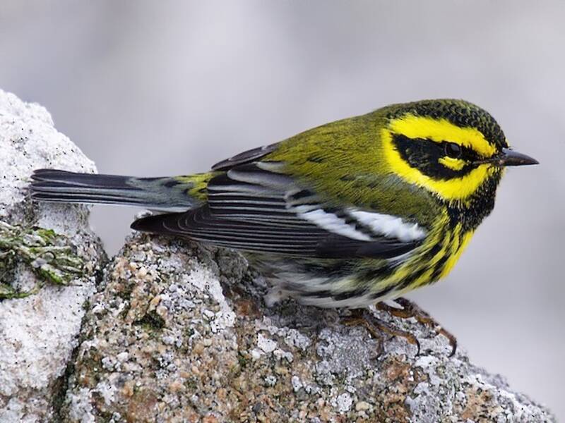 Paruline de Townsend, Photos 2