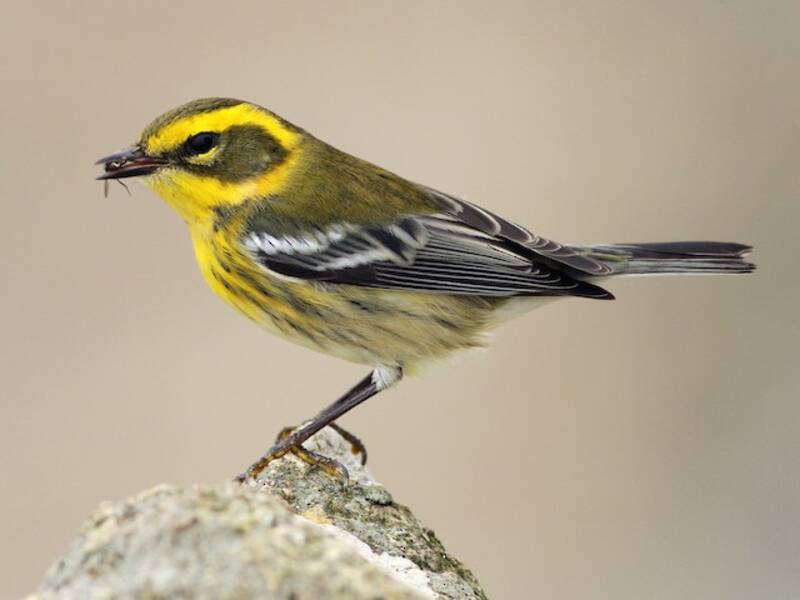 Townsend's Warbler
