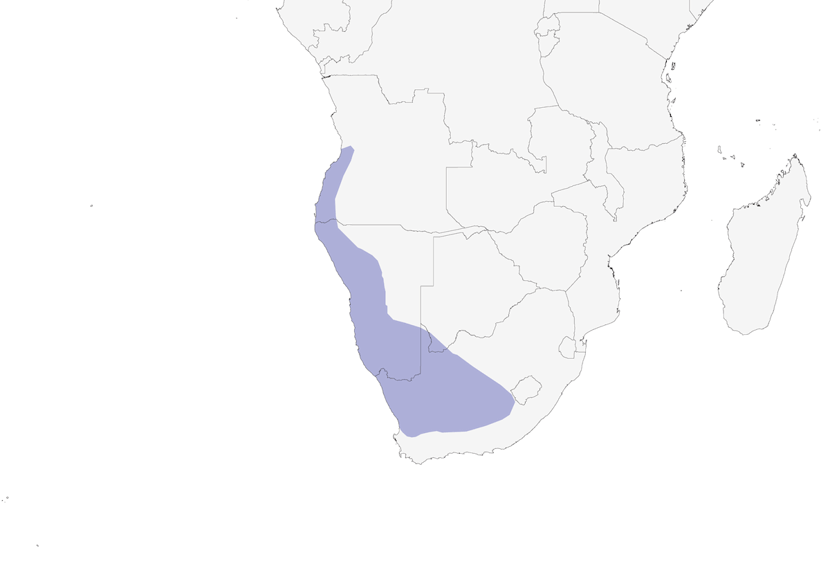 Collalba Tractrac, Distribución 1