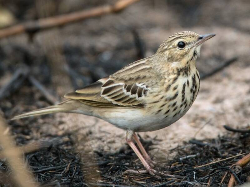 Pipit des arbres, Photos 2