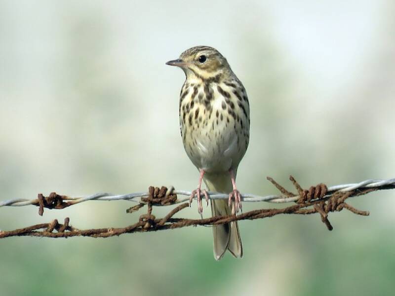 Pipit des arbres, Photos 4