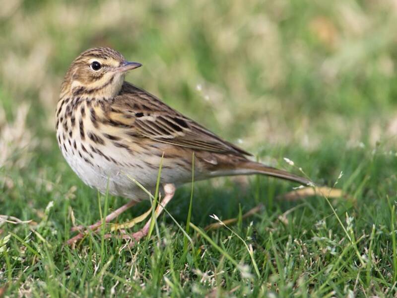 Pipit des arbres, Photos 3