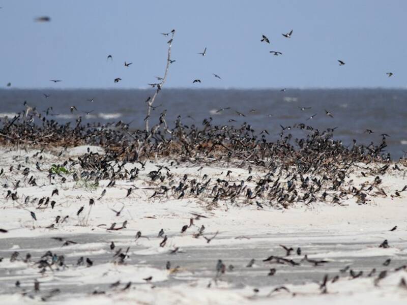 Tree Swallow (Tachycineta bicolor)