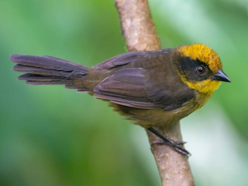 Bruant de Chocó, Photos 3