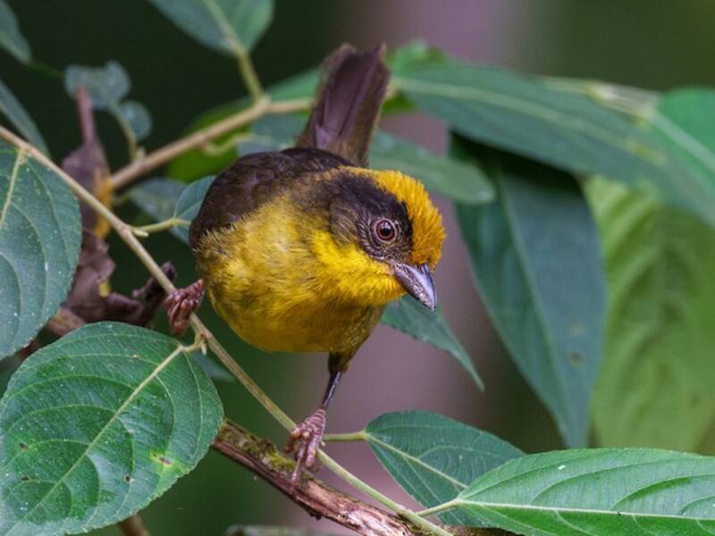 Bruant de Chocó, Photos 2