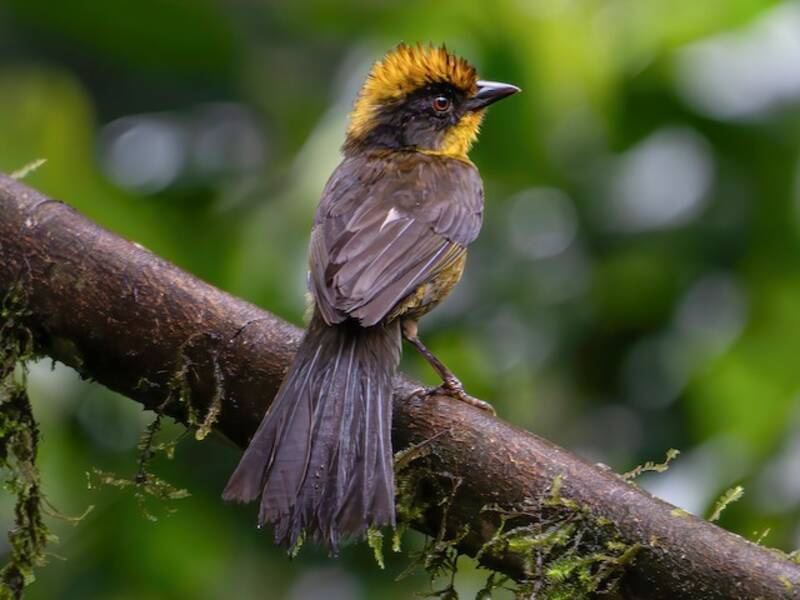 Matorralero del Chocó