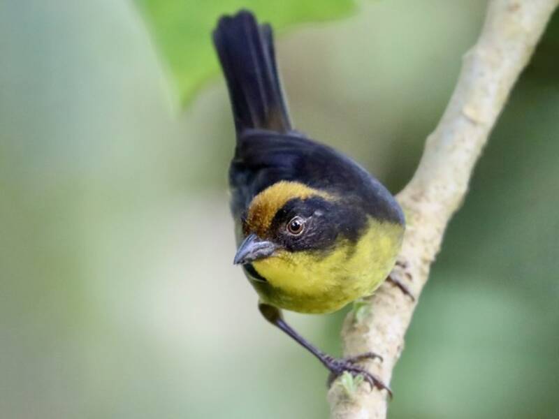 Bruant de Chocó, Photos 4