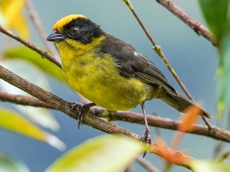 Golden-crowned Brushfinch, 照片 4