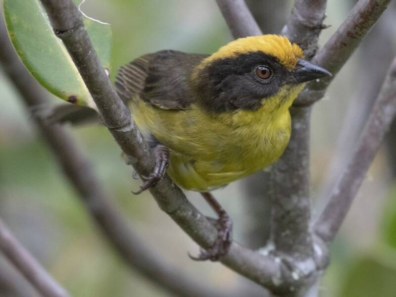 Atlapetes Coronidorado