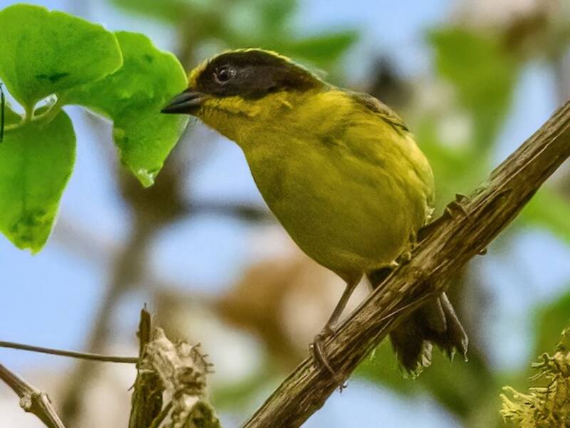Golden-crowned Brushfinch, 照片 2