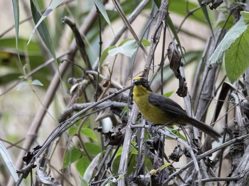 Golden-crowned Brushfinch, 照片 3