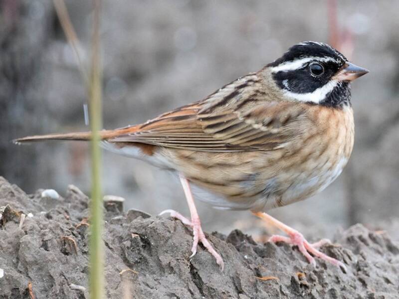Tristram's Bunting, Photos 4