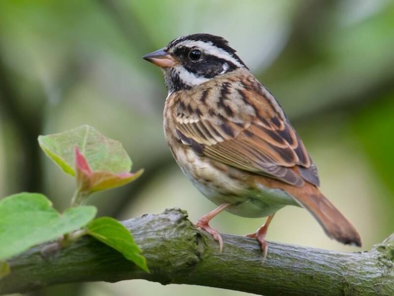 Tristram's Bunting, Photos 3