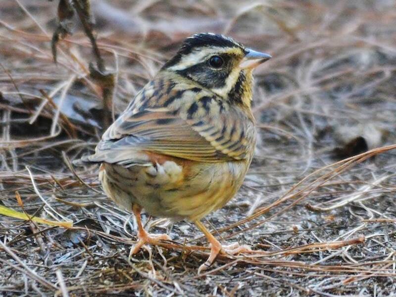 Tristram's Bunting, Photos 2