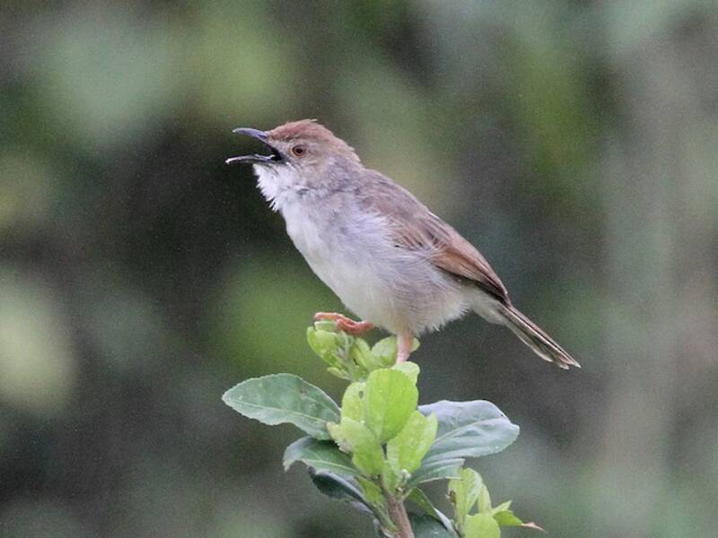 Cisticola trilleur, Photos 3