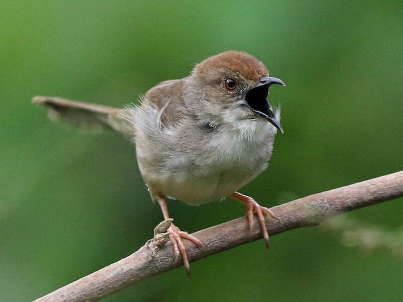 Cisticola trilleur, Photos 2