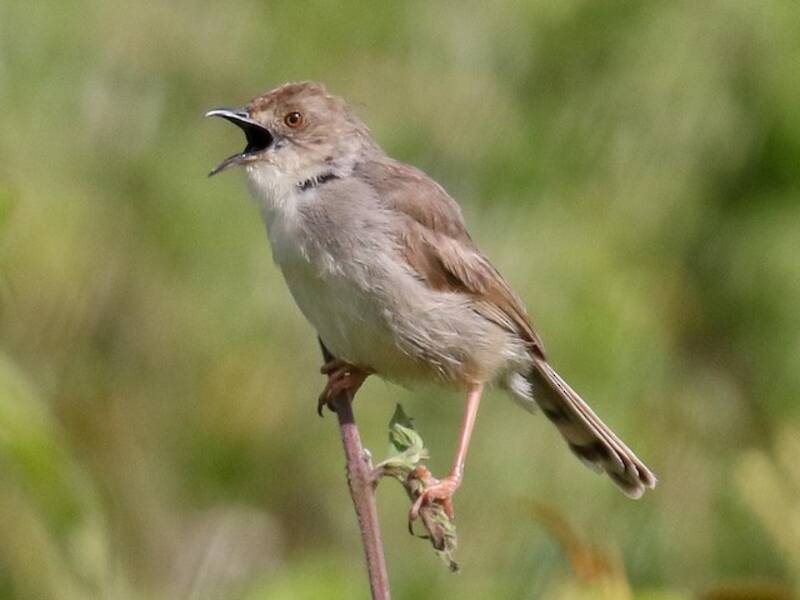 Cisticola trilleur, Photos 4