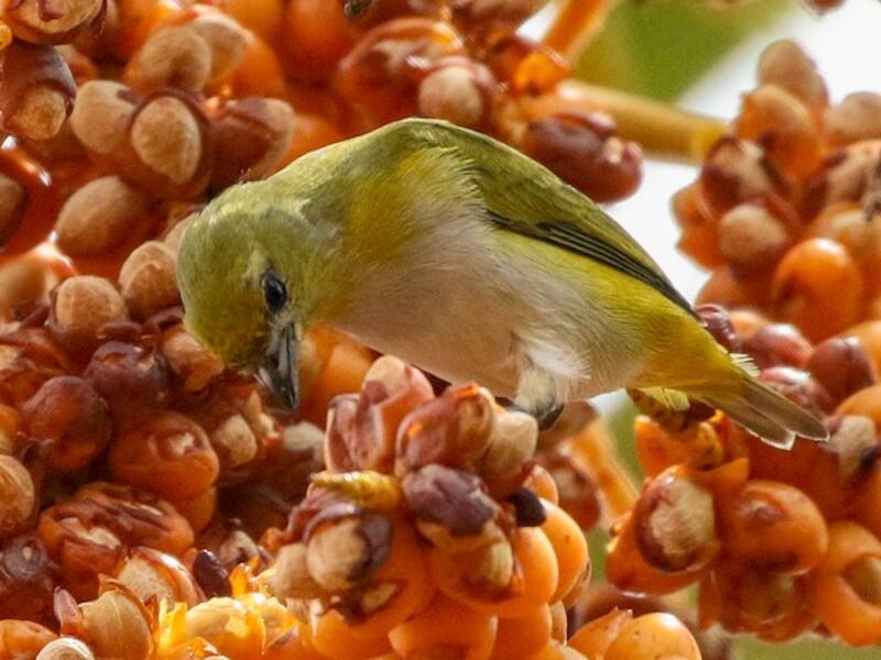 Trinidad Euphonia (Euphonia trinitatis)