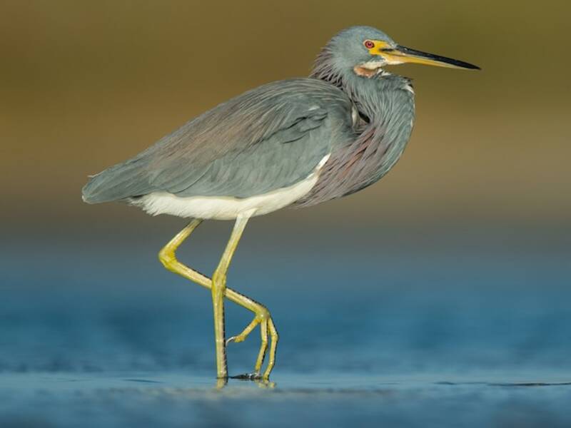 Tricolored Heron, 照片 3