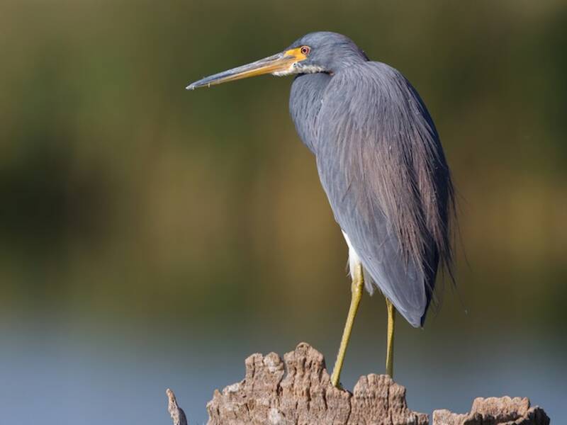 Tricolored Heron, 照片 4