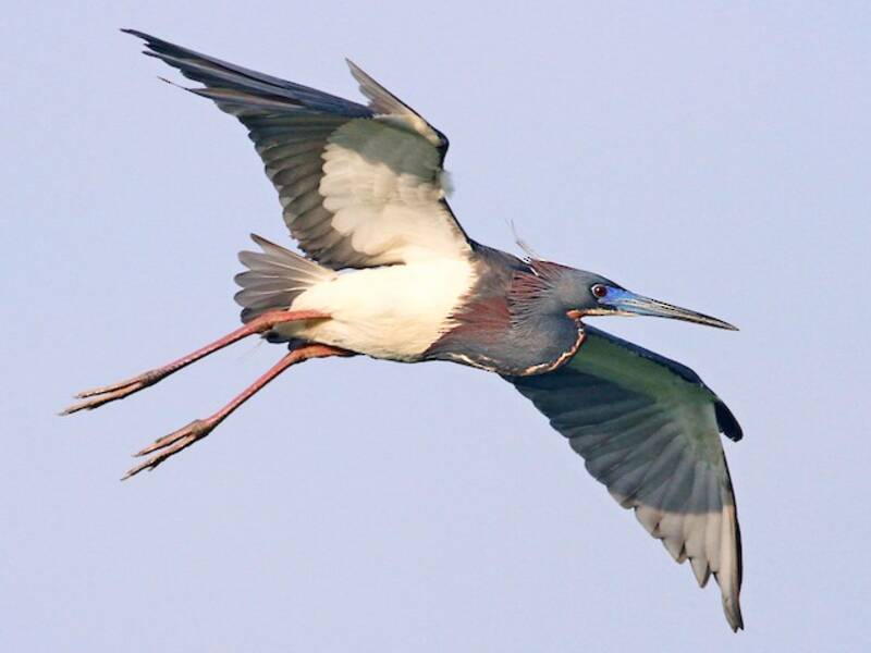 Tricolored Heron, 照片 2