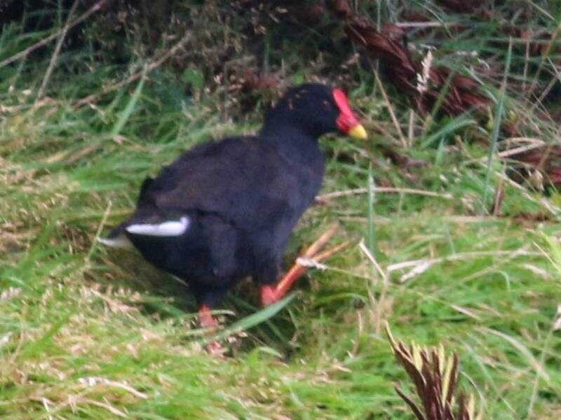Gallinule de Gough, Photos 3
