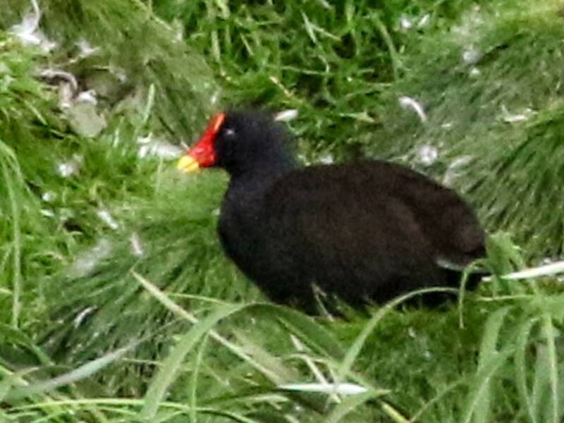 Gallinule de Gough, Photos 4