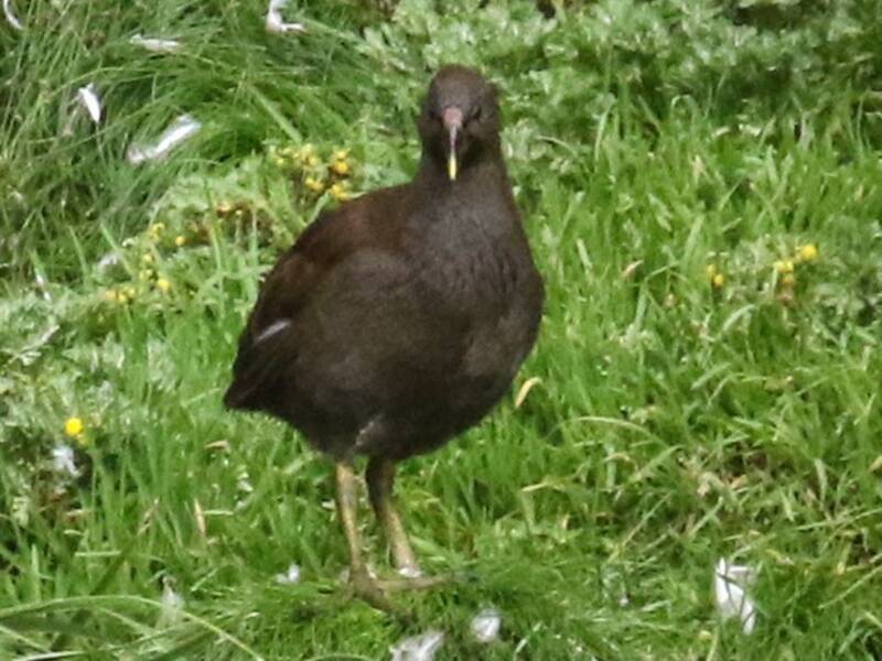 Gallinule de Gough, Photos 2