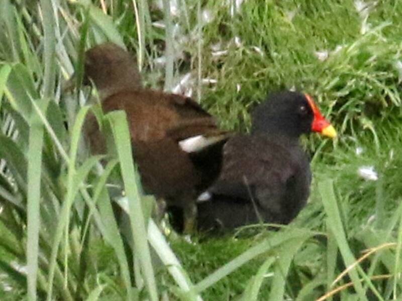 Gallinule de Gough