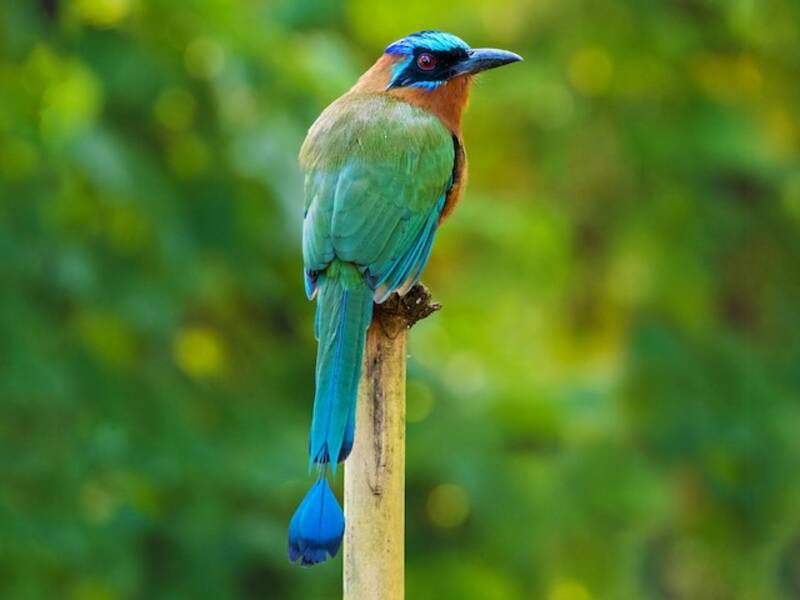 Trinidad Motmot, Photos 4