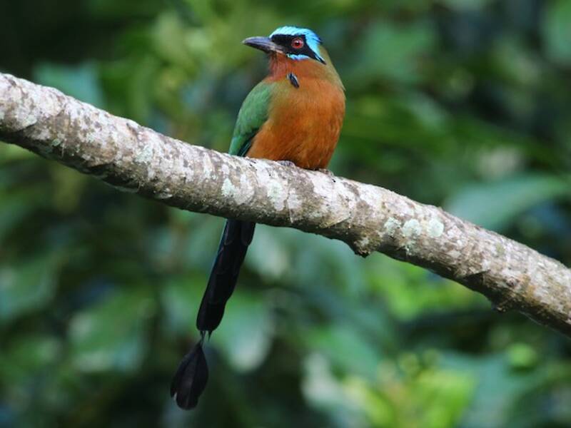 Trinidad Motmot, Photos 2