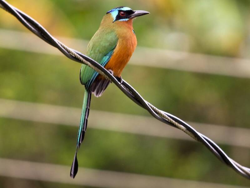 Trinidad Motmot, Photos 3