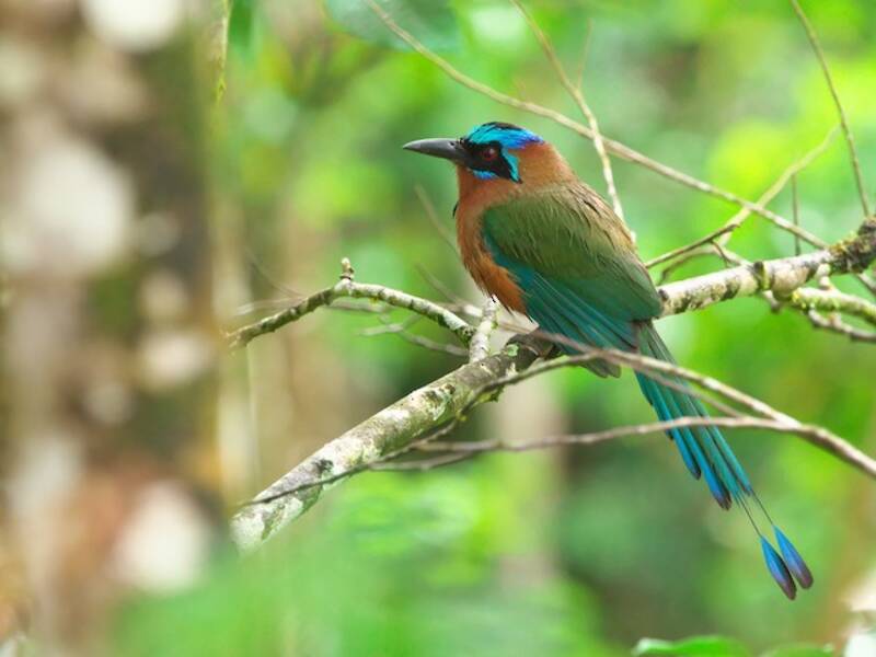 Trinidadmotmot