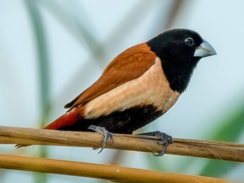 Munia tricolore, Foto 3