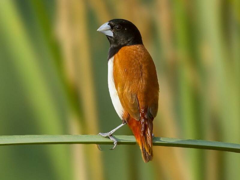 Munia tricolore, Foto 2