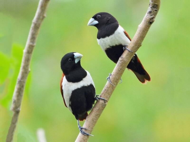 Munia tricolore, Foto 4