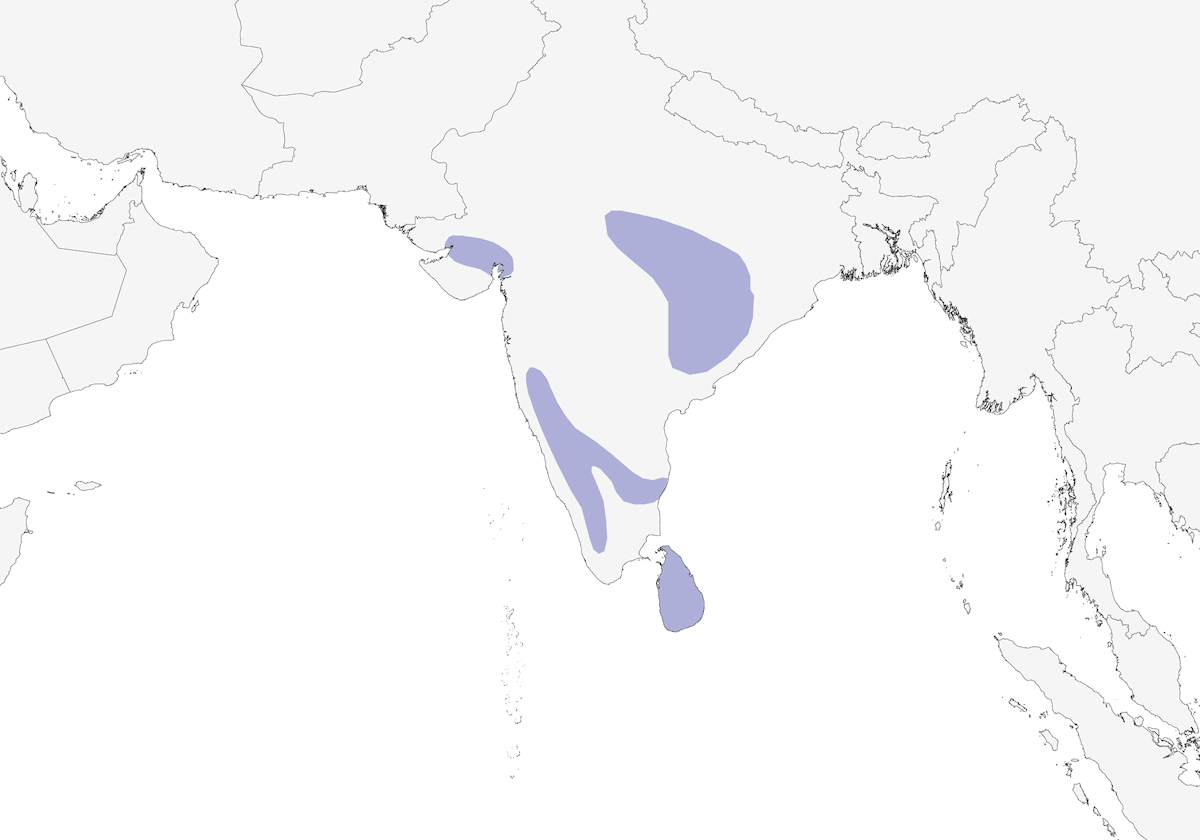 Munia tricolore, Distribuzione 1