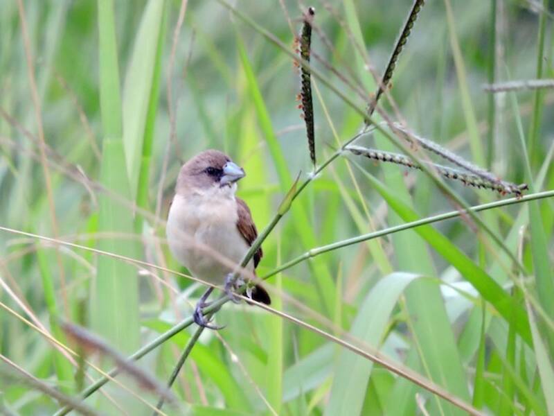 Tricolored Munia