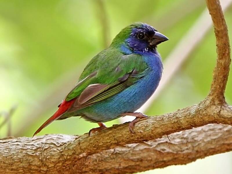 Tricolored Parrotfinch, 照片 4